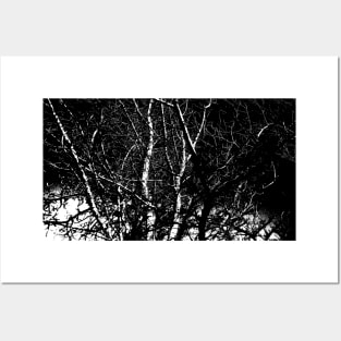 Winter trees bare branches black and white Posters and Art